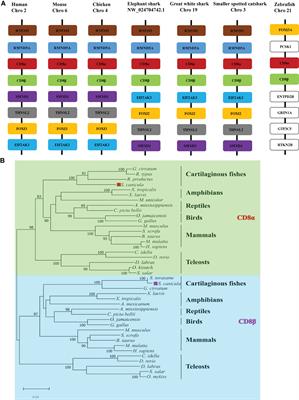 The first crystal structure of CD8αα from a cartilaginous fish